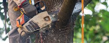 Reliable Enosburg Falls, VT  Tree Services Solutions