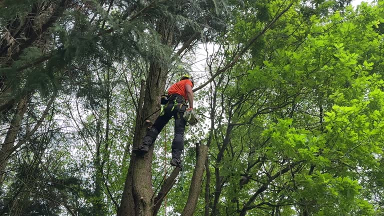 Why Choose Our Tree Removal Services in Enosburg Falls, VT?